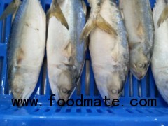 Frozen Indian Mackerel