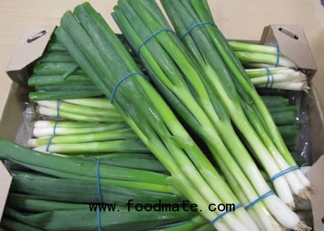 spring onions