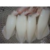 FROZEN WHOLE CLEANED SQUID