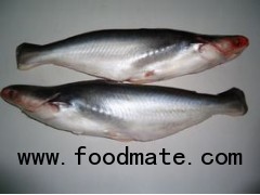 FROZEN PANGASIUS WHOLE FISH - HEAD ON