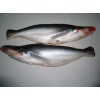 FROZEN PANGASIUS WHOLE FISH - HEAD ON