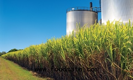 White Nile Sugar