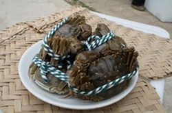 mitten crabs