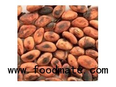 cacao beans organic