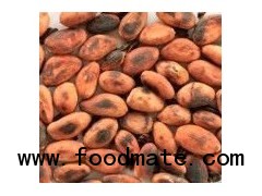 cacao beans organic