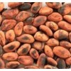 cacao beans organic