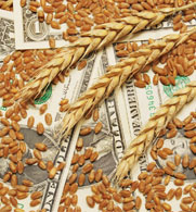 wheat cash