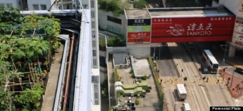 China's rooftop farms