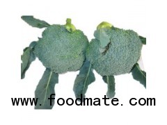 Fresh Broccoli from Shandong