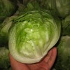 Fresh Iceberg Lettuce