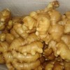 Fresh Ginger from Shandong