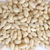blanched peanut kernel 25/29