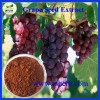 Hot Sale Natural Grape Seed Extract