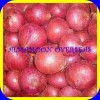 SUPPLY RED ONION