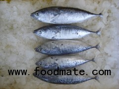 MARINE FISH  WHOLE ROUND