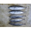 MARINE FISH  WHOLE ROUND