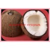 FRESH COCONUT