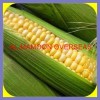 PET FOOD YELLOW MAIZE