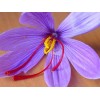 saffron flower
