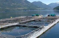 Fish farming