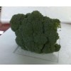 Fresh Broccoli from Egypt