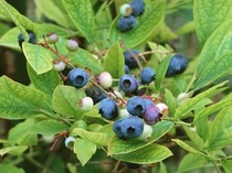 blueberries