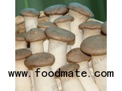 Pleurotus eryngii