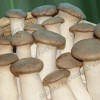 king oyster mushroom