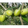 Oliv leaf extract Oleuropein