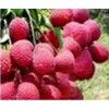 litchi hulls extract polyphenol