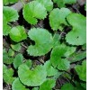 centella asiatica extract