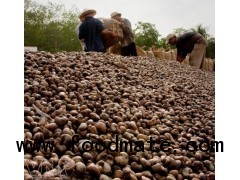 Raw Cashew Nuts