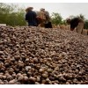 Raw Cashew Nuts