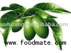 Olive Leaf Extract