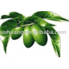 Olive Leaf Extract