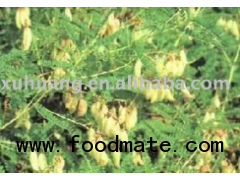 Astragalus root 70%