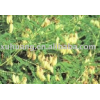 Astragalus root 70%