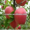 Fresh Fruit  apple