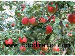 Red star apple