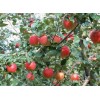 Red star apple