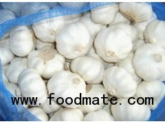 Normal white garlic