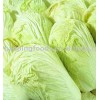 chinese long cabbage