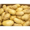 Fresh potato/Holland potato