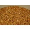 DURUM WHEAT