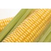 Sweet Corn, Fresh Corn, Yellow Corn