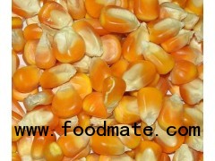 Yellow Maize Meal