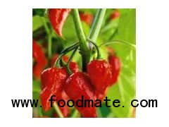 Jalokia Chillies