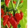 Jalokia Chillies