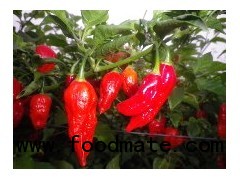 Ghost Chillies {Bhut Jalokia}