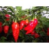 Ghost Chillies {Bhut Jalokia}